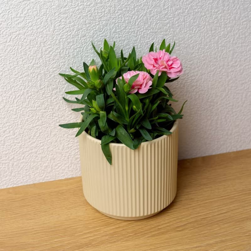 康乃馨 莫蘭迪色系直紋陶盆 室內植物 觀葉植物 禮物 盆栽