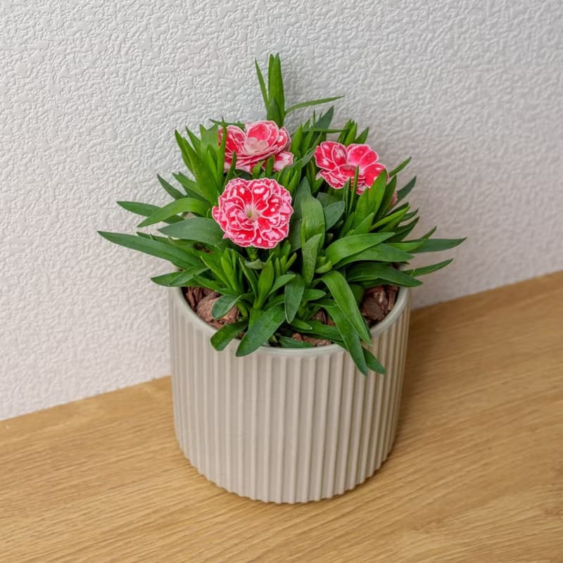 康乃馨 莫蘭迪色系直紋陶盆 室內植物 觀葉植物 禮物 盆栽