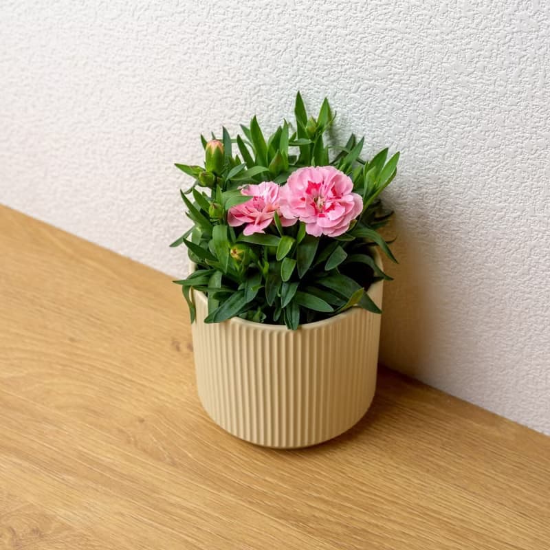 康乃馨 莫蘭迪色系直紋陶盆 室內植物 觀葉植物 禮物 盆栽
