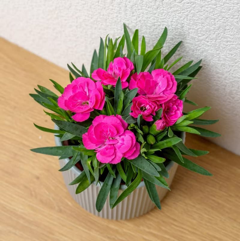 康乃馨 莫蘭迪色系直紋陶盆 室內植物 觀葉植物 禮物 盆栽