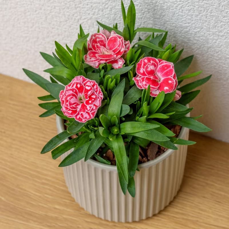 康乃馨 莫蘭迪色系直紋陶盆 室內植物 觀葉植物 禮物 盆栽