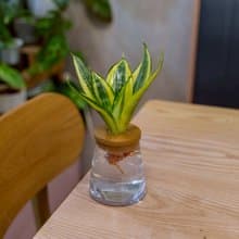 哈尼虎尾蘭 三角水耕盆栽 室內植物 觀葉植物 禮物 水培