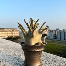 生日送禮 塊根植物 哥吉拉沙漠玫瑰
