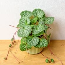 虎耳草 莫蘭迪色系直紋陶盆 室內植物 觀葉植物 禮物 盆栽