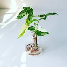水培植栽│大理石合果芋_室內植物 辦公室盆栽  植栽 盆栽 水耕
