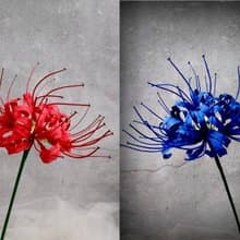 【 1人開班】曼珠沙華/彼岸花香氛石膏捏花體驗 石膏捏塑/擴香石