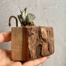 手工木作設計 盆栽擺飾 多肉植物 巧克力脆片 雀扇