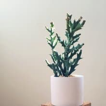 (盆栽) 鹿角 Deer Horn (多肉植物 療癒 辦公室小物 居家 禮物)