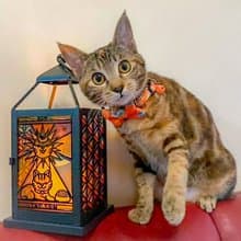 【Moko Bastet】萌貓咪彩繪小夜燈 蠟燭燈 裝飾燈 燈籠 中秋