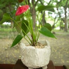 石壁火鶴 盆器 盆栽 火鶴 陶藝 禮品