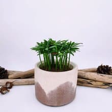 水泥花器│水泥盆栽│水泥植栽(不含植物)│