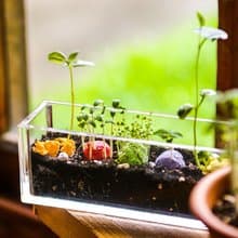 【感謝禮/入厝禮】Little Balcony 小陽台 五色種子球植栽禮物組