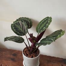 孔雀竹芋植栽 七吋盆