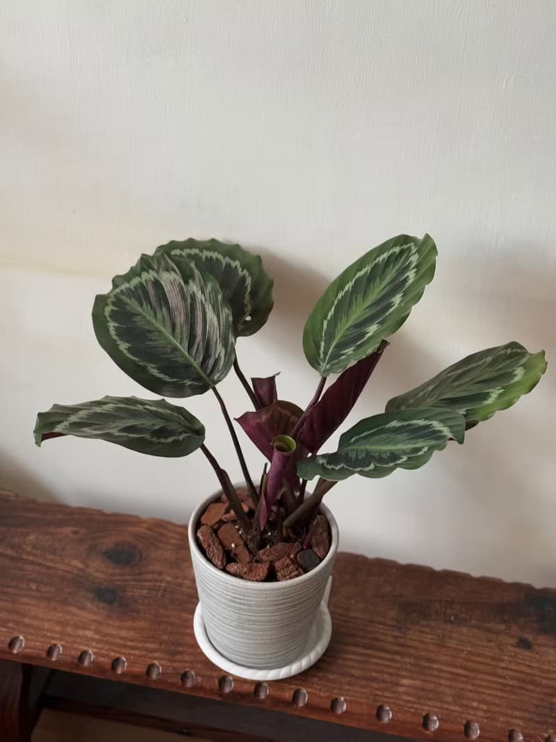 孔雀竹芋植栽 七吋盆