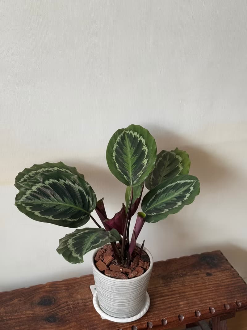 孔雀竹芋植栽 七吋盆