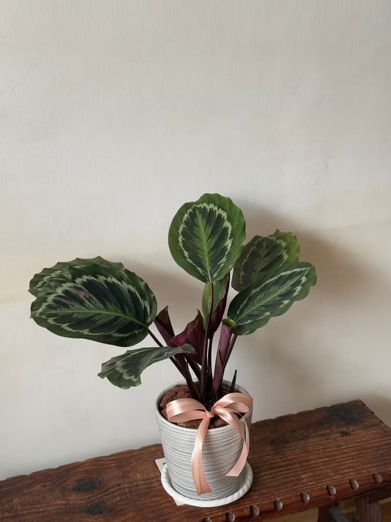 孔雀竹芋植栽 七吋盆