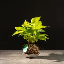 陽光黃金葛苔球 苔球植物 苔玉 室內植物 辦公室植物 交換禮物