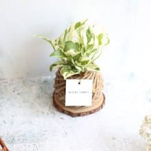 PD18白金葛小苔球/環境綠化/交換禮物/聖誕禮物/室內植物