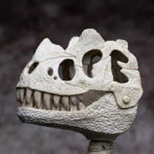 有聲恐龍化石咬咬夾