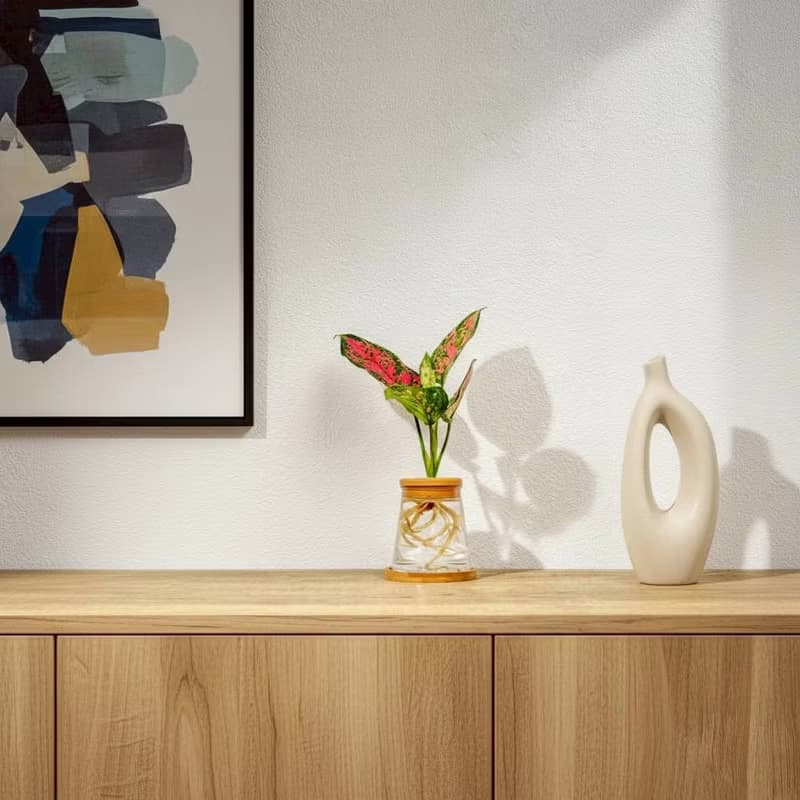 粗勒草 三角水耕盆栽 室內植物 觀葉植物 禮物 水培 辦公室小物