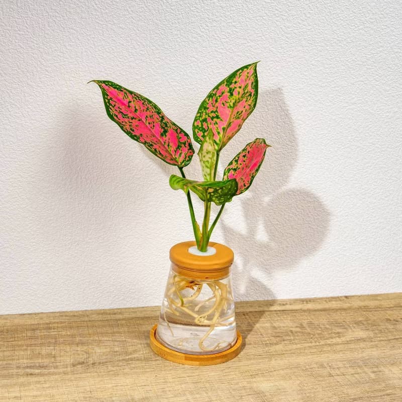 粗勒草 三角水耕盆栽 室內植物 觀葉植物 禮物 水培 辦公室小物