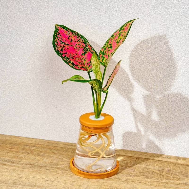 粗勒草 三角水耕盆栽 室內植物 觀葉植物 禮物 水培 辦公室小物