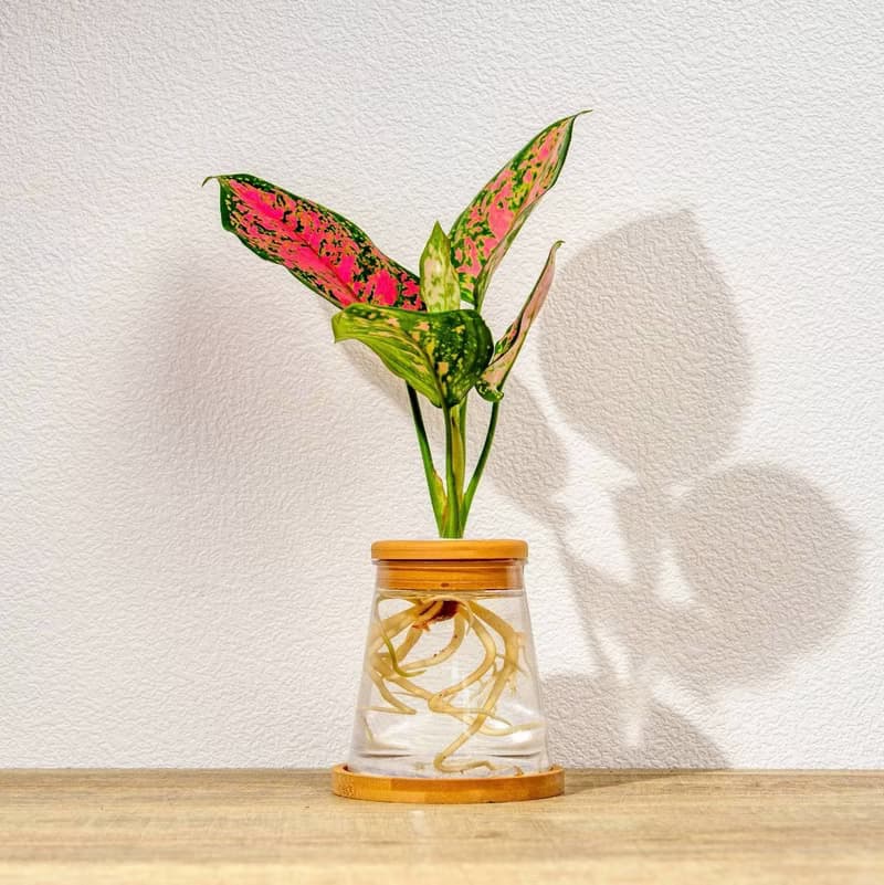 粗勒草 三角水耕盆栽 室內植物 觀葉植物 禮物 水培 辦公室小物