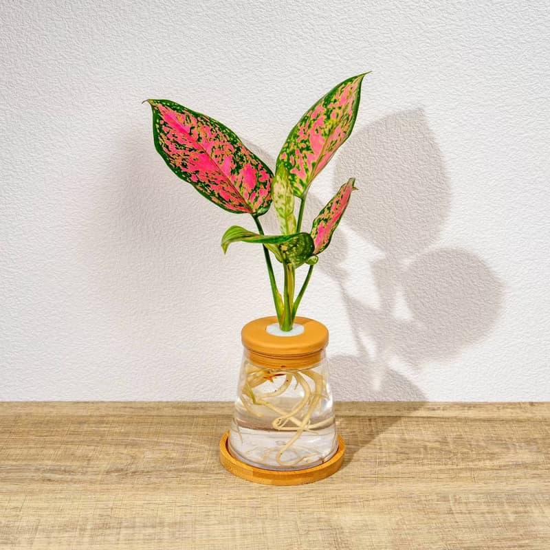 粗勒草 三角水耕盆栽 室內植物 觀葉植物 禮物 水培 辦公室小物