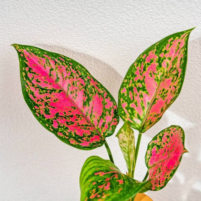 粗勒草 三角水耕盆栽 室內植物 觀葉植物 禮物 水培 辦公室小物