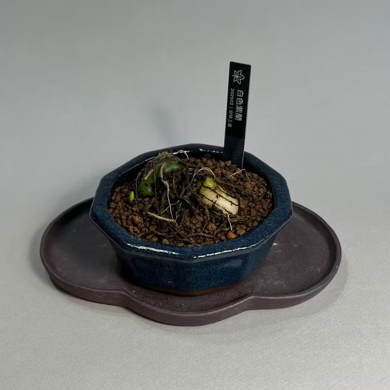 日本白色白芨∣山野草迷你盆栽 即將開花∣DIY素材