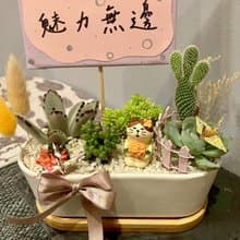 小花 貓 台中多肉組盆 多肉植物 植栽送禮 仙人掌 日本decole
