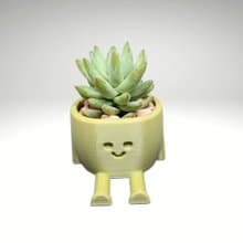 【療癒打印所】【樹冰】多肉盆栽 小型盆栽 多肉植物 婚禮小物