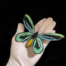 亞歷山大鳥翼鳳蝶14.5cm | 仿真標本 | 蝴蝶標本 | 昆蟲模型