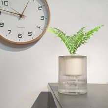 植栽 室內盆栽 美人蕨 植物 盆栽
