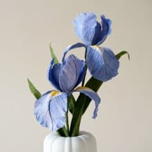 擴香花-鳶尾花Iris