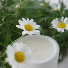 The Pond Candle | 馥野雛菊 | 手工水泥香氛蠟燭
