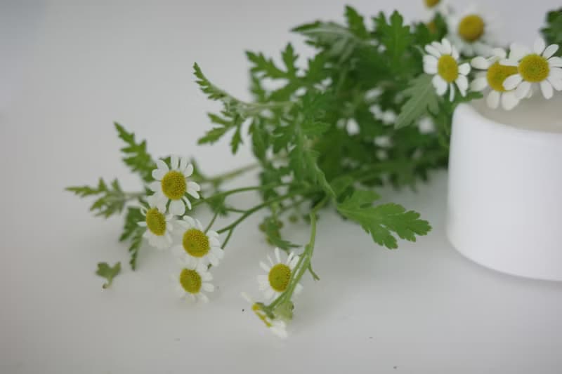 The Pond Candle | 馥野雛菊 | 手工水泥香氛蠟燭