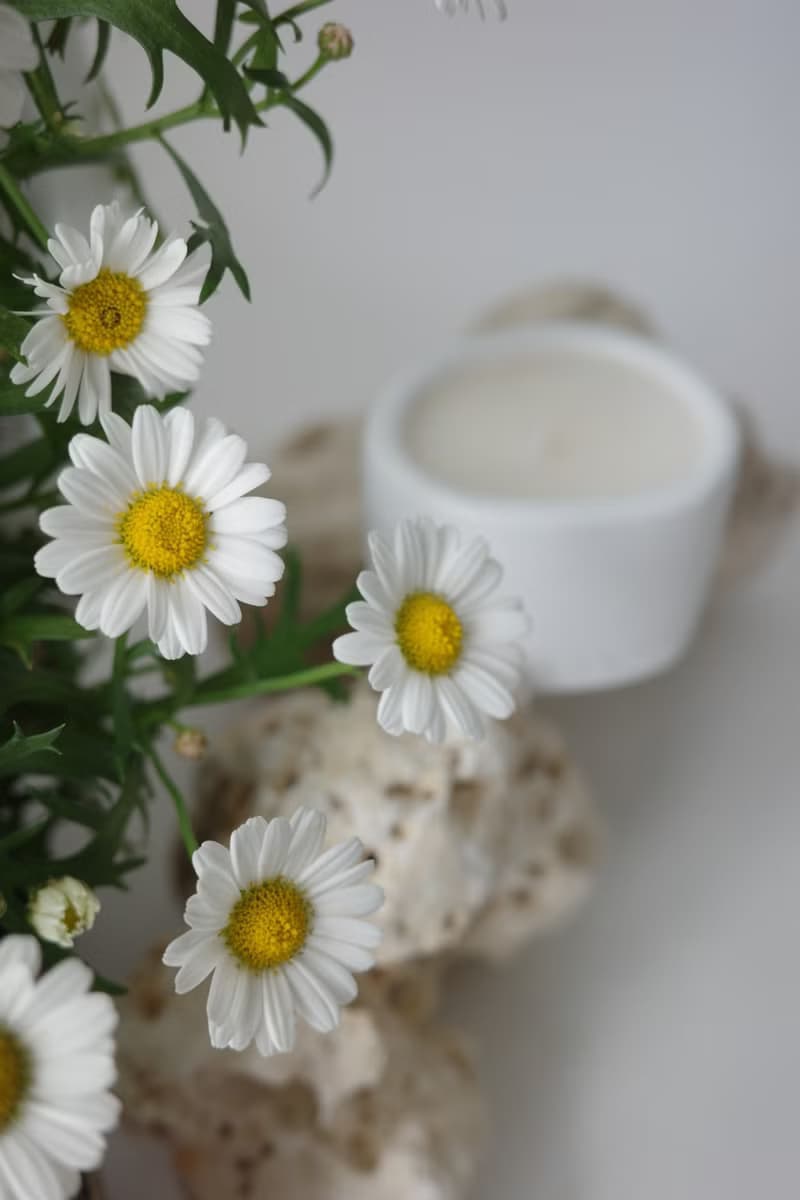 The Pond Candle | 馥野雛菊 | 手工水泥香氛蠟燭