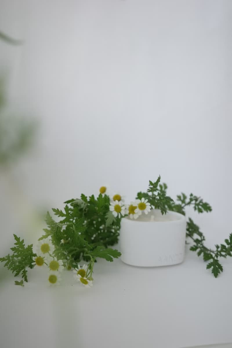 The Pond Candle | 馥野雛菊 | 手工水泥香氛蠟燭