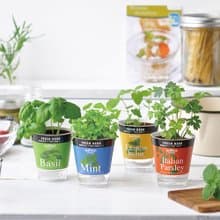 【熱門禮物】Fresh Herb 香草類 迷你 水耕栽培 種植組