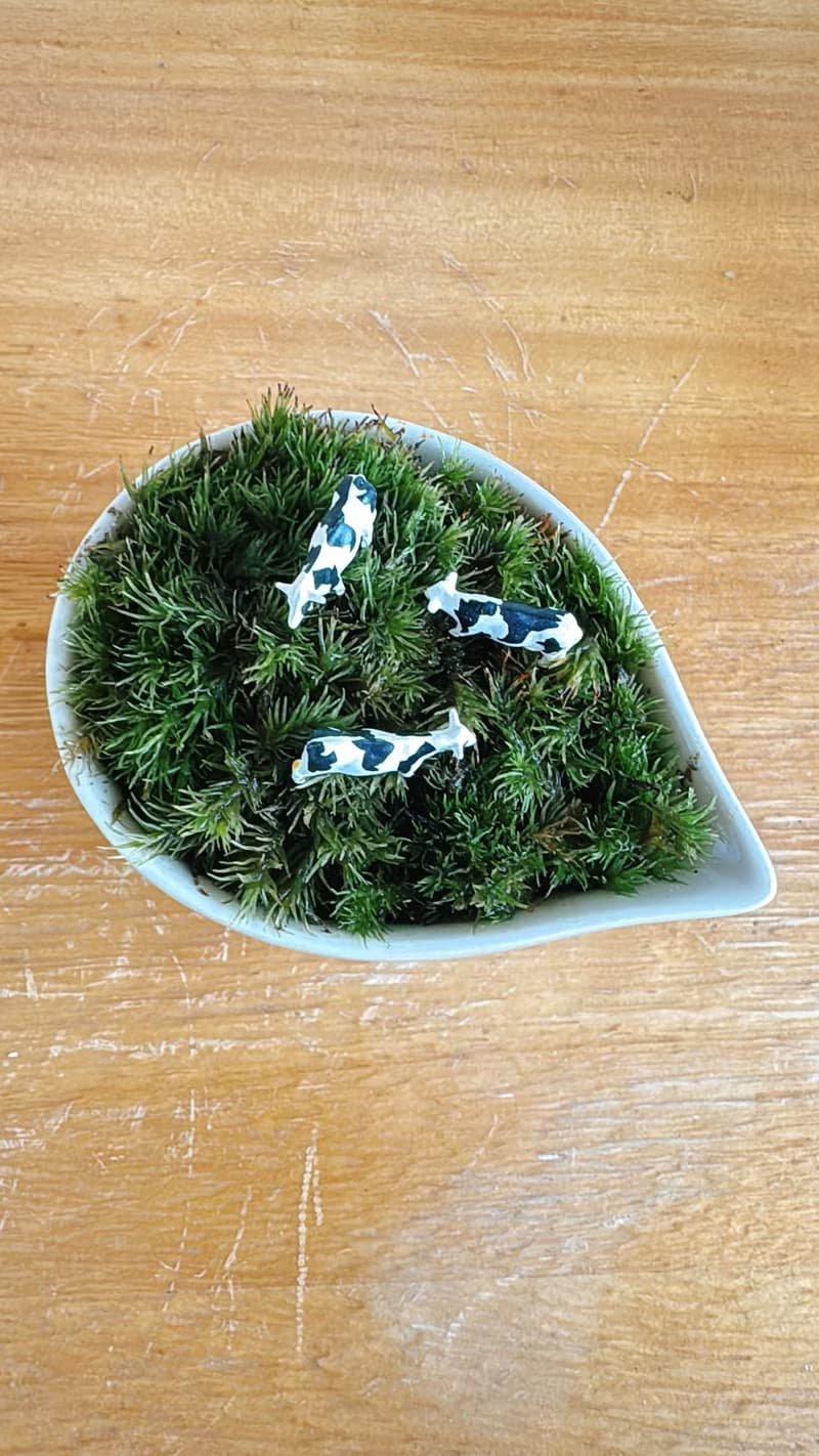 純自然 草原上的動物 乳牛 白瓷器 盆栽 苔 植物 微景觀 animal