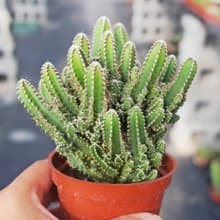 【荳荳多肉】【神仙堡】喬遷│送禮│升遷│多肉植物