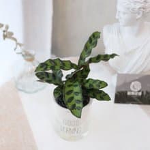 PD170箭羽竹芋吸水盆栽