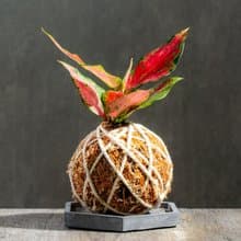 粗肋草苔球 苔球植物 苔玉 室內植物 辦公室植物 交換禮物