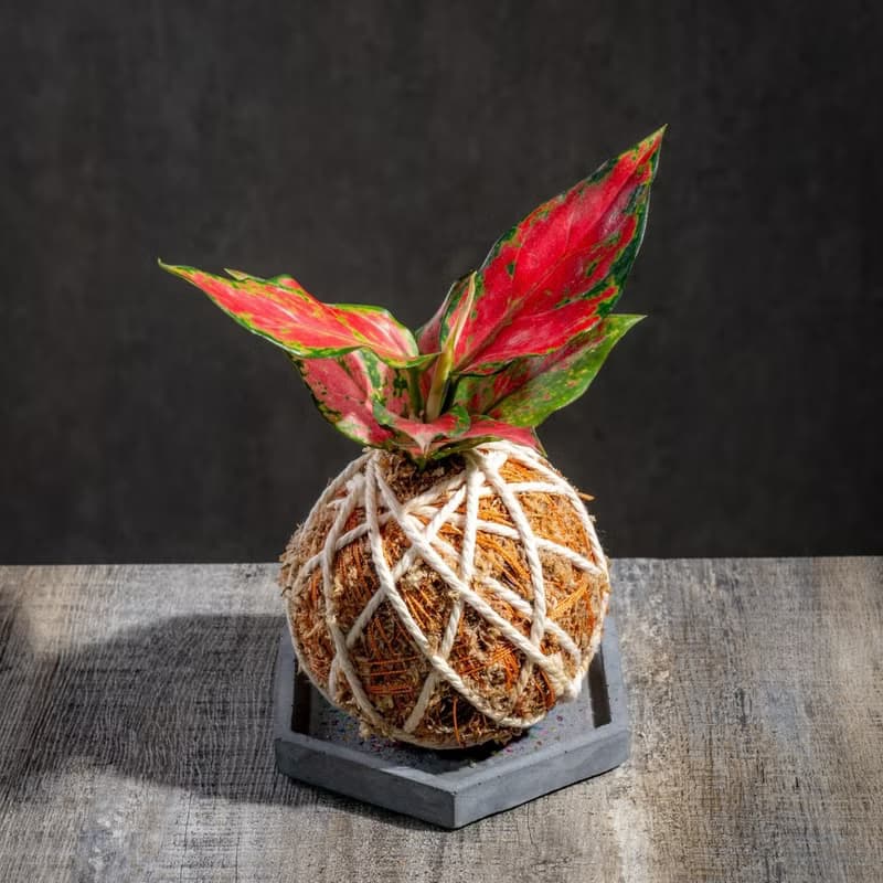 粗肋草苔球 苔球植物 苔玉 室內植物 辦公室植物 交換禮物