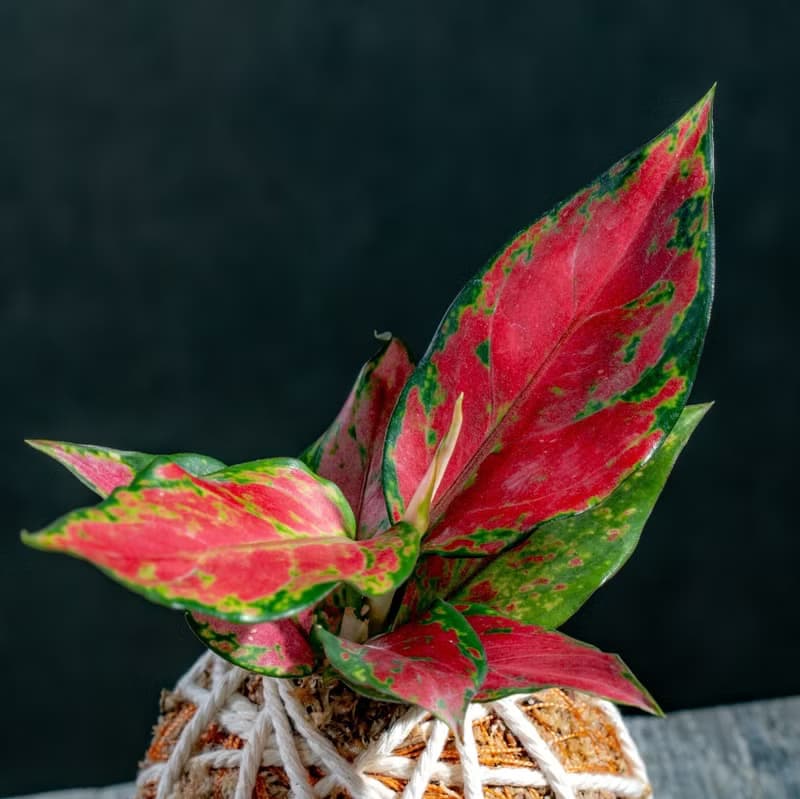 粗肋草苔球 苔球植物 苔玉 室內植物 辦公室植物 交換禮物
