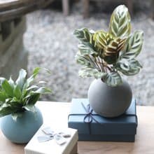 水培植栽│孔雀竹芋_室內植物 辦公室盆栽 店內布置 送禮