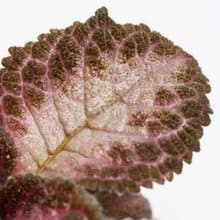 喜蔭花'巧克力士兵' 丨室內植栽丨辦公室植栽丨療癒小物丨送禮丨