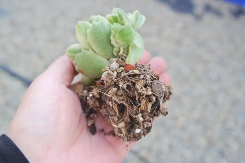 【荳荳多肉】【多肉仙人掌專用土(買5送1)】送禮│升遷│多肉植物