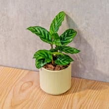 翠葉竹芋 莫蘭迪色系直紋陶盆 室內植物 觀葉植物 禮物 盆栽 交換